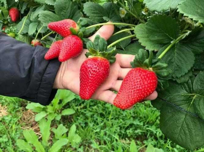 Разсад Ягоди - Азия, Скала, Клери и Други