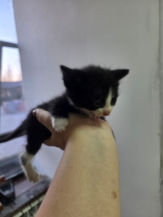 Отдам котят в хорошие руки