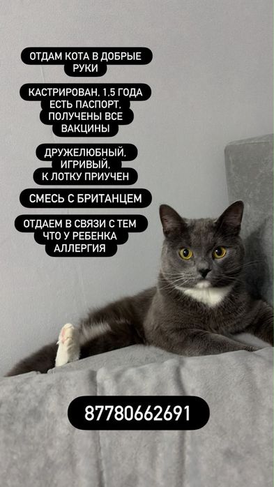 Отдам бесплатный хорошый кошки