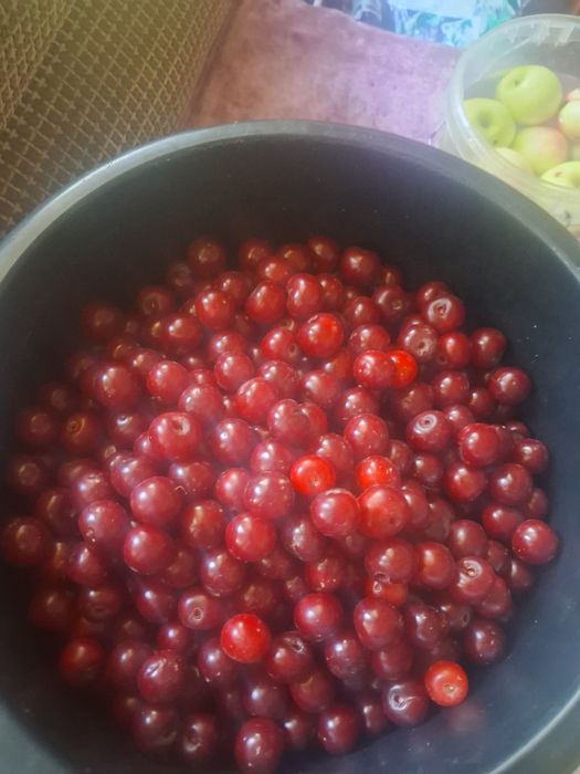 Продается вишня домашняя