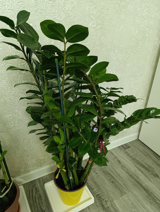 Продам Замиякулькас (долларовое дерево)