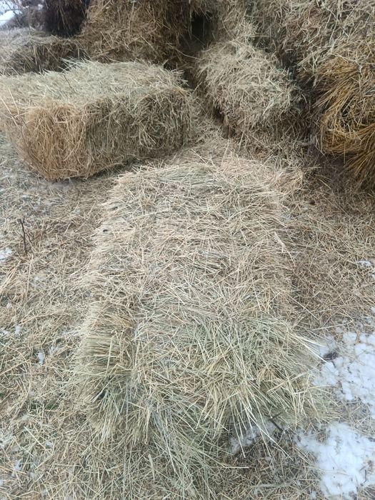 Шөп сатылады 1500 теңге