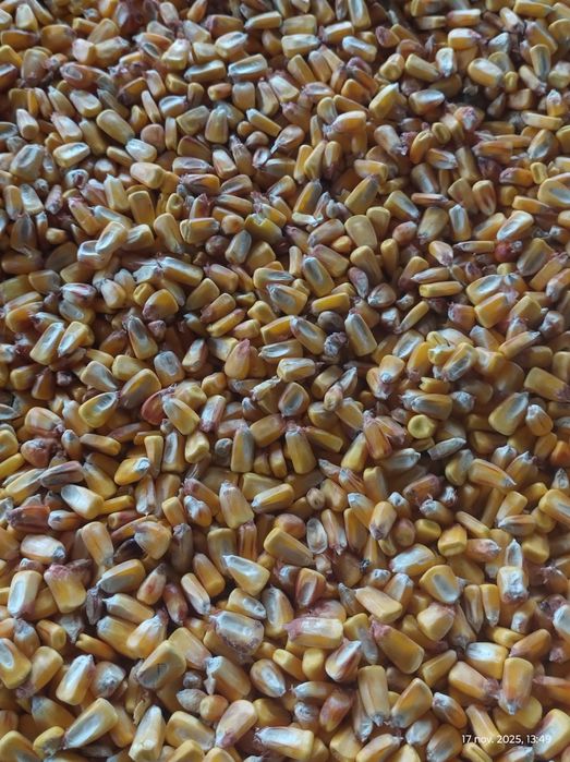 Vând porumb boabe
