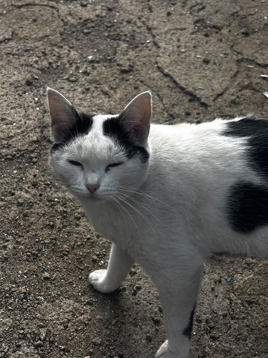 Отдам кошку в частный дом