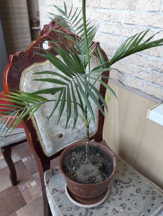 Комнатные растения