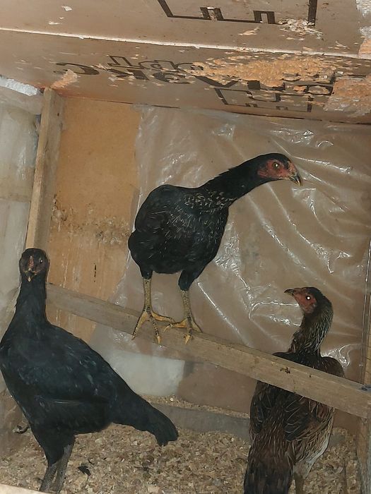 Дакан тауықтар атеш сатылады