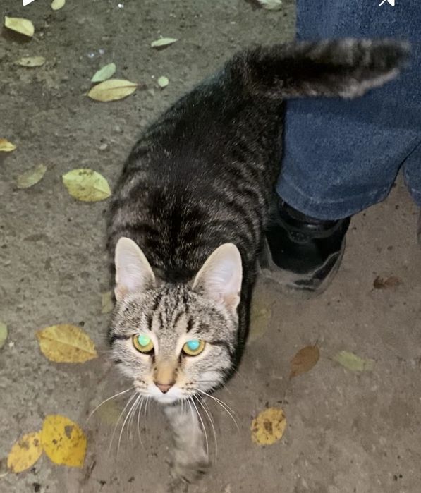 Котенок месяца четыре.