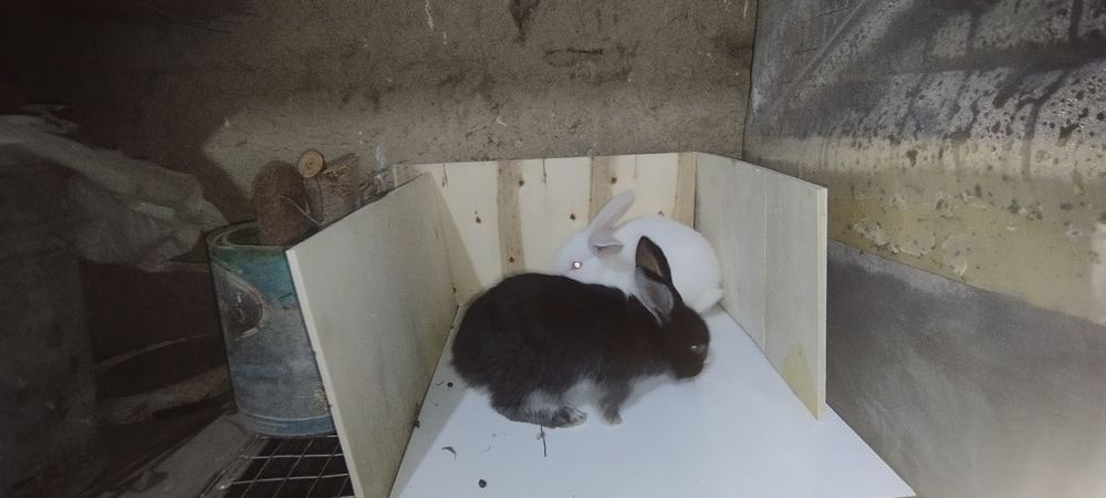 Кролик белоостевой продаётся