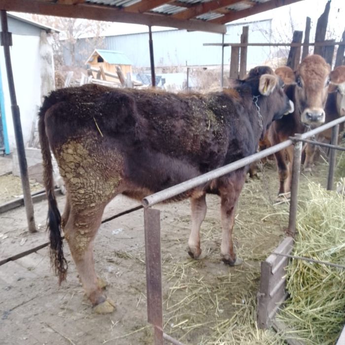 Продам тёлочку хорошую