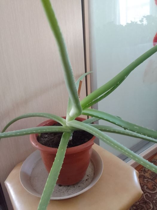 Продам комнатные цветы