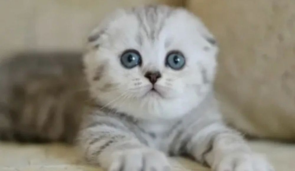 Котята шотландские