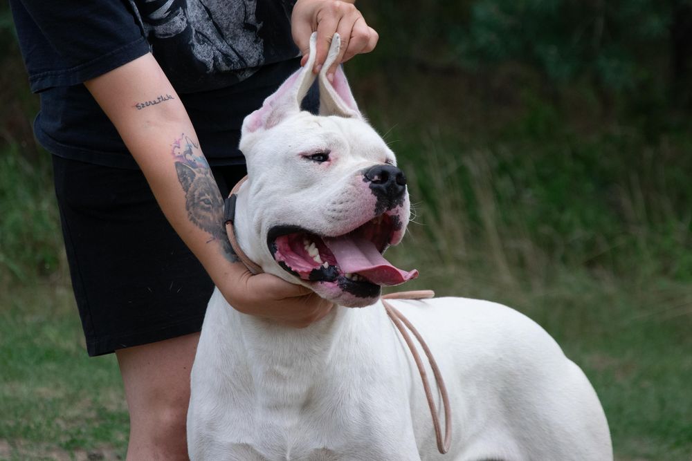 Mascul Dog Argentinian cu Pedigree