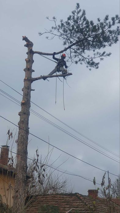 Сечене рязане оформяне на опасни дървета Арборист Вишка Кран - Договор