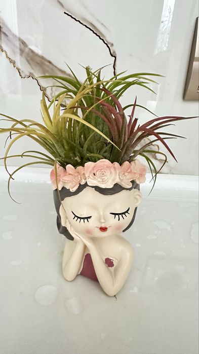 Тилландсия 3 шт за 3000