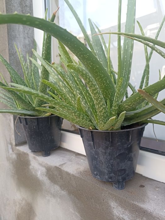 Алоэ вера хонаки гул.