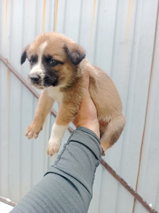 Отдам щенков в добрые руки