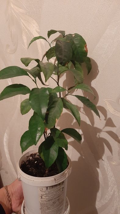 Комнатные цветы разные