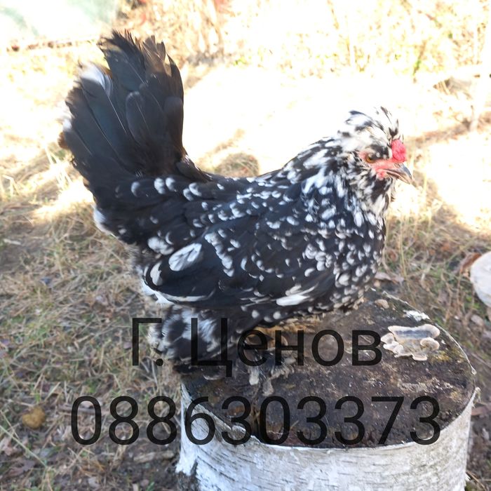 Продавам  джинки струмски бантам