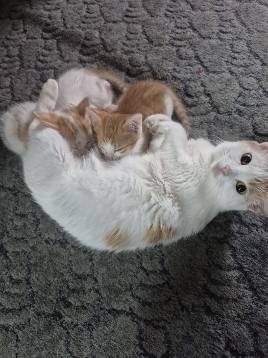 Отдам котят в хорошие руки