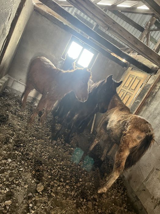 Продам продам жерябят