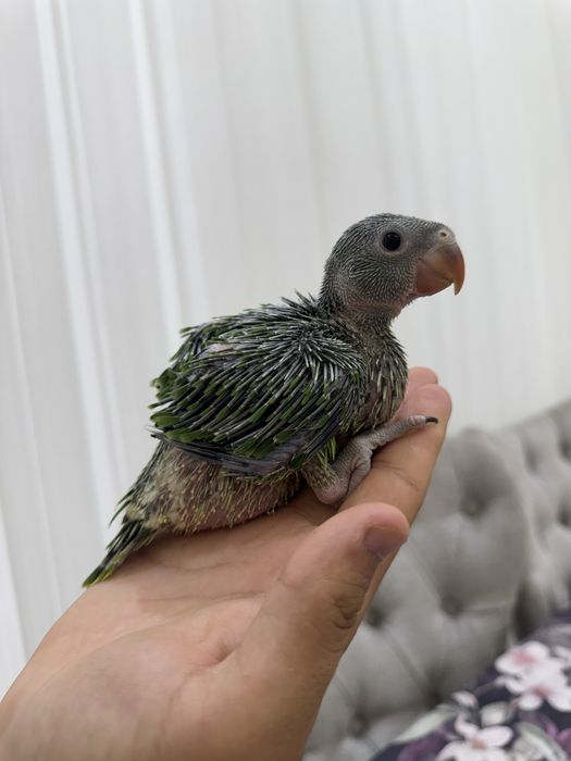 Продаётся птенец ожерелового попугая (Ringneck)