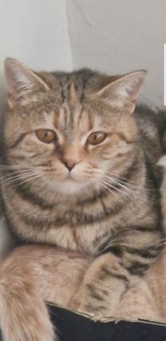 скотиш  страйт зотдор ,соглом , мушук сотилади ,