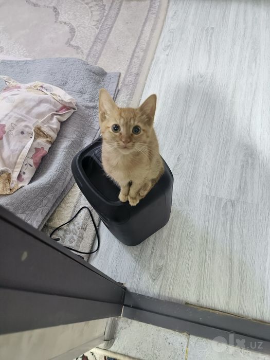 Отдам котят в добрые руки
