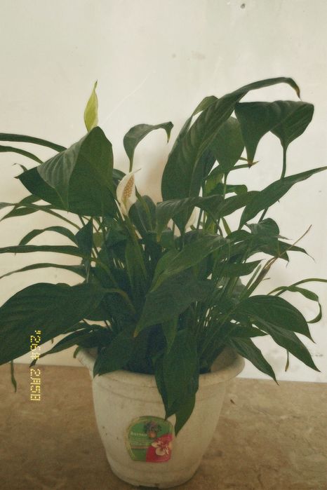 спатифиллум (женское счастье)