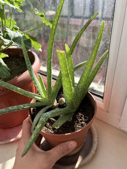 Лечебный алоэ молодой