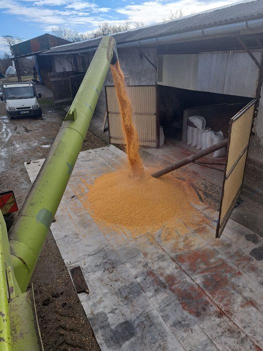 Porumb boabe de vinzare