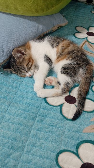 Котята бесплатно