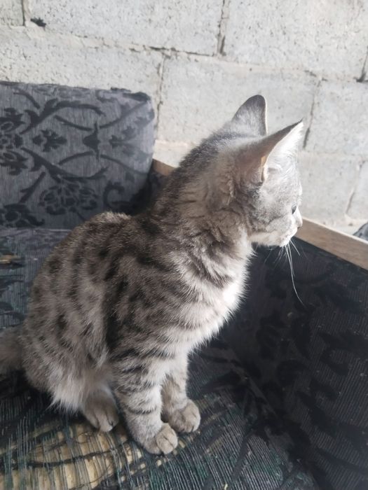 Отдам котёнка бесплатно