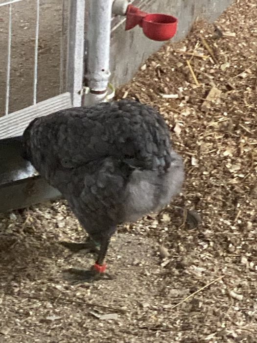 Oua si pui  araucana