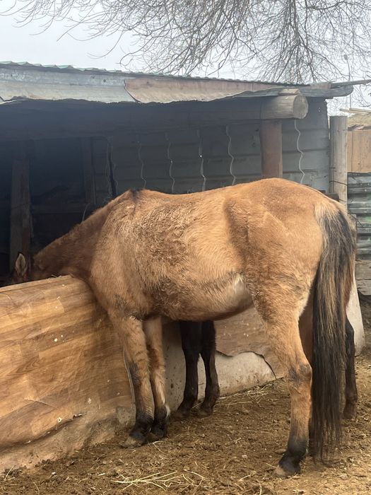 Сауынды бие буаз