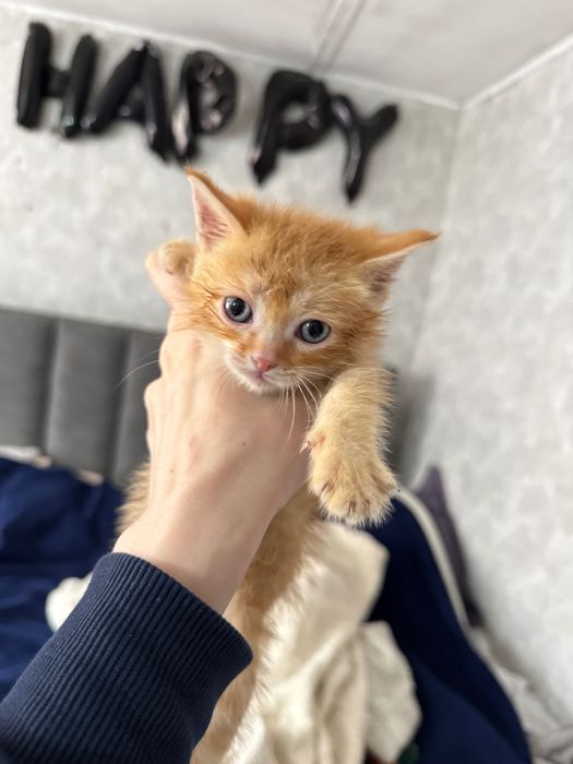 Отдаю котика в хорошие руки