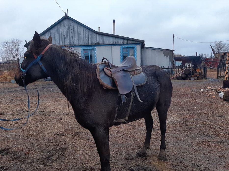 Үйретілген ат лошадь