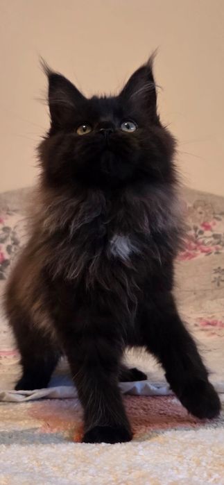 Motanel Maine Coon XXL