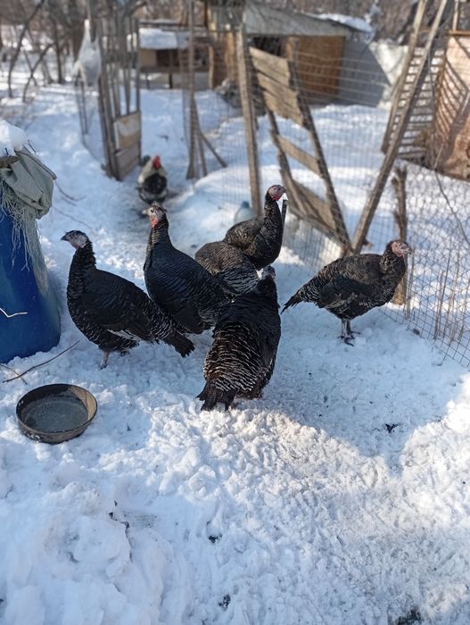 Продам индюков и индюшкк