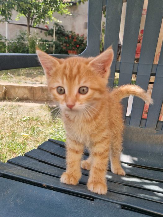 Малко рижо котенце си търси дом