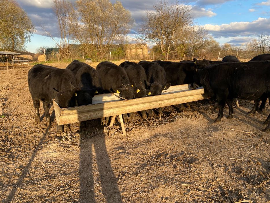 Vitele Angus de reproductie