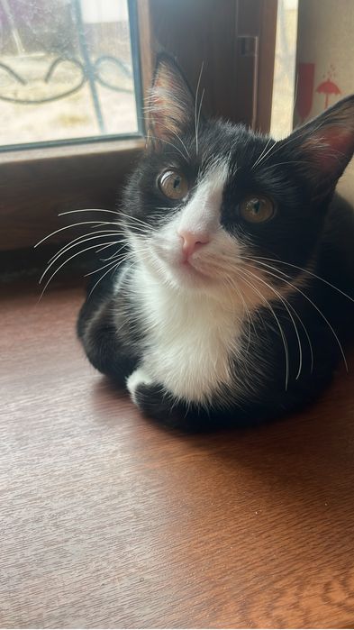 Кошка игривая.