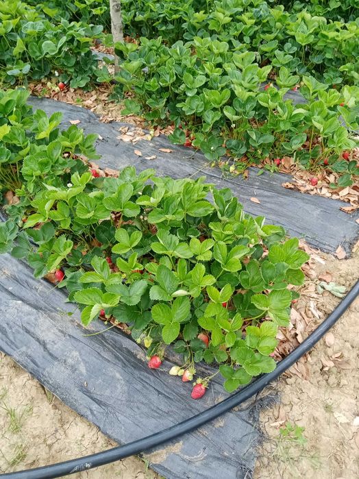 Stoloni de căpșuni Alba