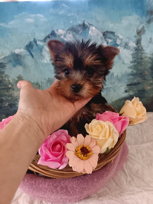 Шикарные малыши Йоркширского терьера