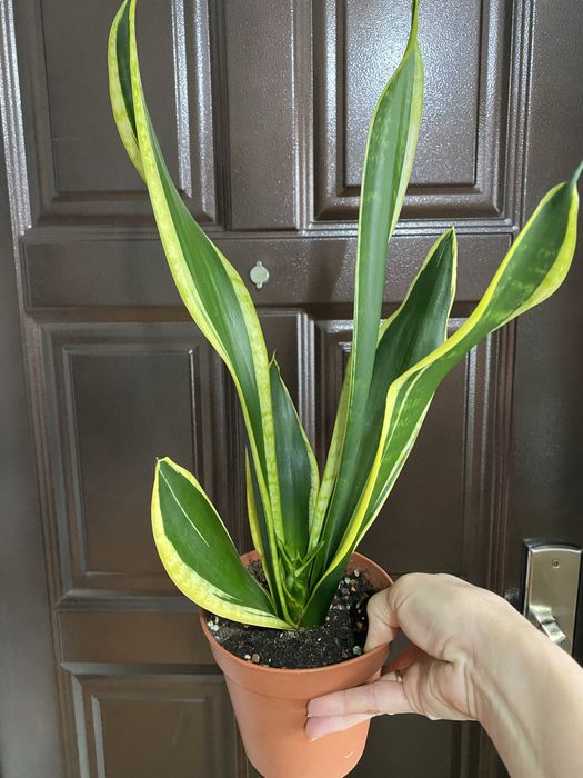 Сансевиерия Блэк Голд