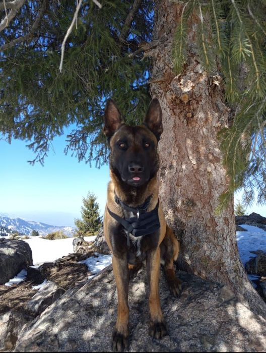 Малинуа Бельгийский Овчарка девочка