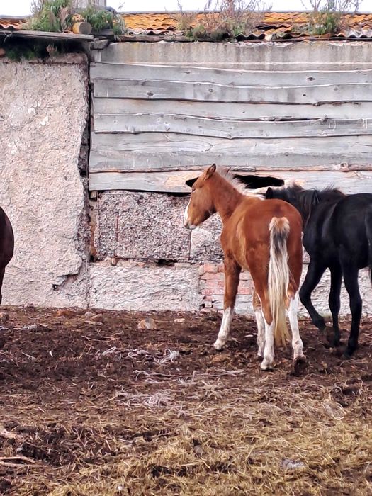 Жылқы- байтал, тай сатамын