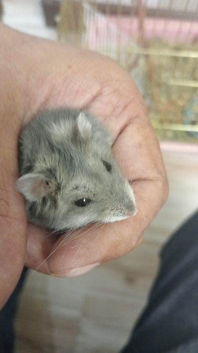 Продаю хамяк с клеткой