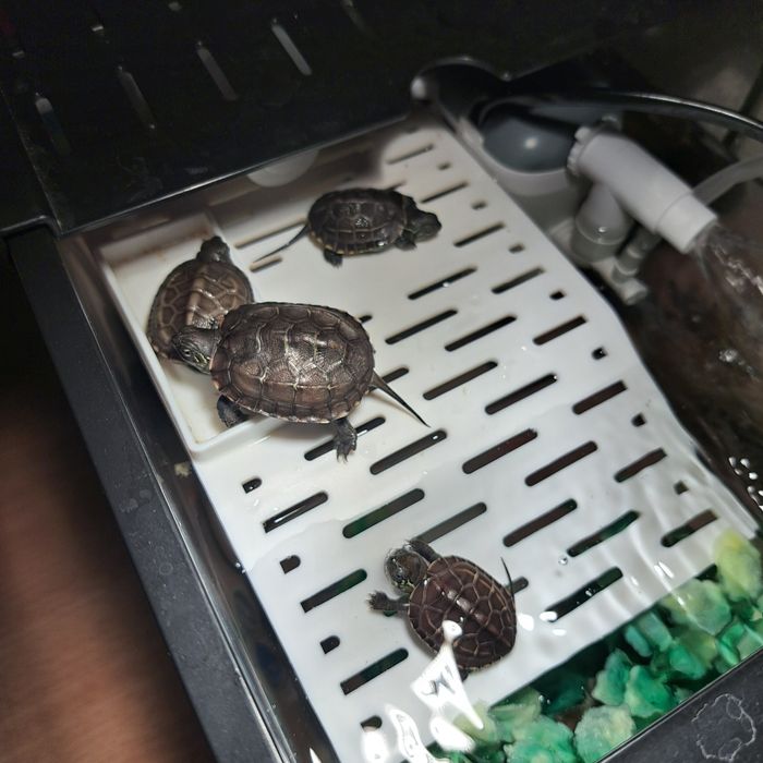 Черепашка Трехкеливая