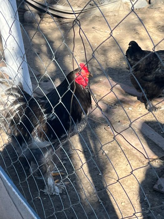 Vand 2 cocosi brahma