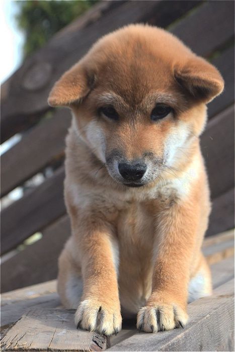 сиба ину на продажу